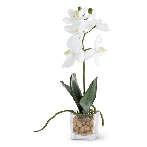 White Orchid in Glass 11 Inch