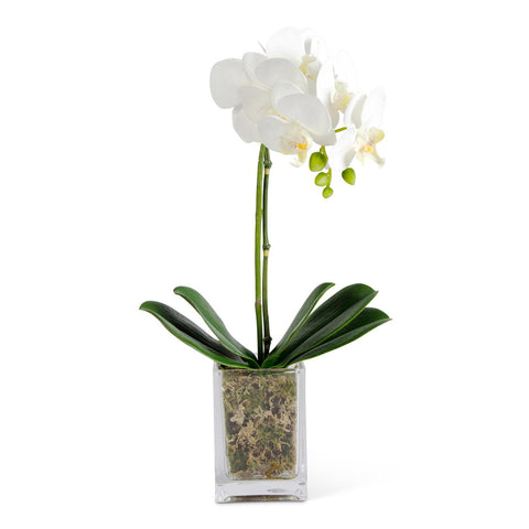 White Orchid in Glass 17 Inch