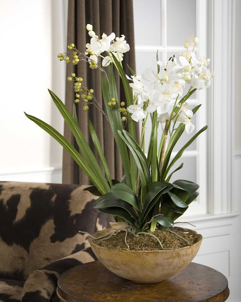 Oasis Orchid Planter