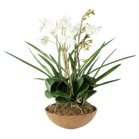 Oasis Orchid Planter