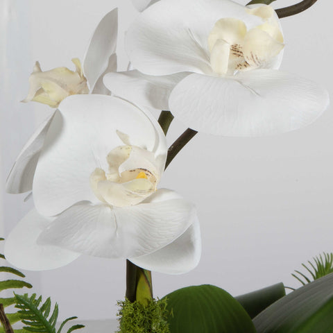 Heavenly Orchid