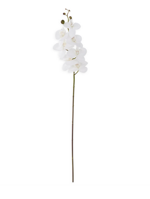 White Orchid