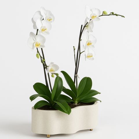 Chiara Cachepot Oval Con Orquidias