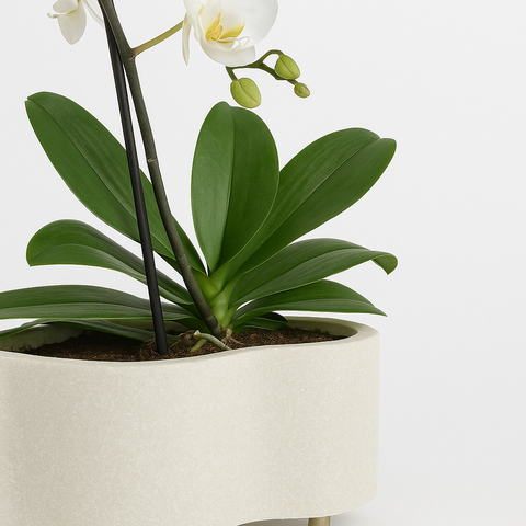 Chiara Cachepot Oval Con Orquidias