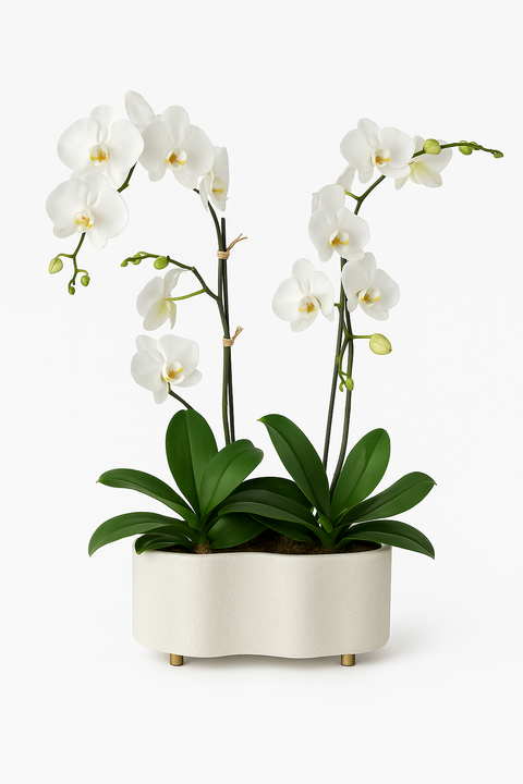 Chiara Cachepot Oval Con Orquidias